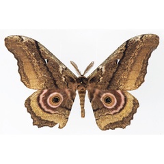 /filer/webapps/moths/media/images/B/basquini_Gynanisa_PTM_Basquina.jpg