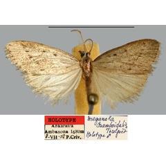 /filer/webapps/moths/media/images/C/cramboidalis_Meganola_HT_MNHN.jpg