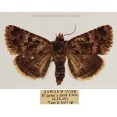 /filer/webapps/moths/media/images/B/botonga_Rhodochlaena_AF_TMSA_01.jpg