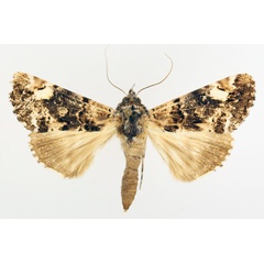 /filer/webapps/moths/media/images/N/nigricans_Ulotrichopus_AF_TMSA_01.jpg