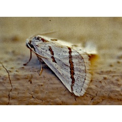 /filer/webapps/moths/media/images/L/lapsicolumna_Conchylia_A_Roland_01.jpg