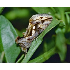 /filer/webapps/moths/media/images/A/acuta_Chrysodeixis_A_Roland_01.jpg