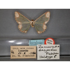 /filer/webapps/moths/media/images/D/dasysceles_Zamarada_HT_RMCA_01.jpg