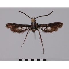 /filer/webapps/moths/media/images/D/dracomontana_Cabomina_HT_ZSM_02.jpg