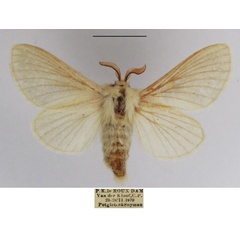 /filer/webapps/moths/media/images/S/straminea_Meyameta_AM_TMSA_04.jpg
