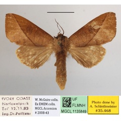 /filer/webapps/moths/media/images/H/heterogyna_Peratodonta_AF_MGCLa_02.JPG