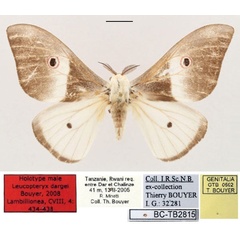 /filer/webapps/moths/media/images/D/dargei_Leucopteryx_HT_RBINS_01.jpg