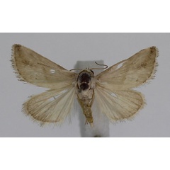 /filer/webapps/moths/media/images/P/pallidula_Eublemma_A_JMonks_02.jpg