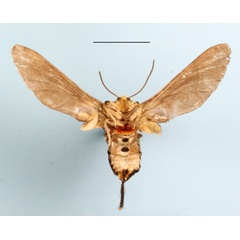 /filer/webapps/moths/media/images/L/lophuroides_Paramelisa_AM_MGCLb_01.JPG