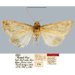 /filer/webapps/moths/media/images/B/bernardi_Clytie_HT_MNHN.jpg