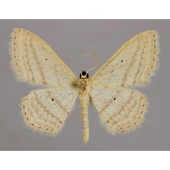 /filer/webapps/moths/media/images/O/oryx_Scopula_PT_ZSM_01.jpg