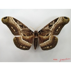 /filer/webapps/moths/media/images/L/lucina_Dactyloceras_A_Alberta.jpg