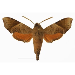 /filer/webapps/moths/media/images/N/namaqua_Temnora_AM_Basquina.jpg