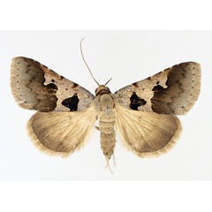 /filer/webapps/moths/media/images/A/atripuncta_Anoba_AF_TMSA_02.jpg