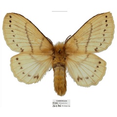 /filer/webapps/moths/media/images/D/dargei_Philotherma_AT_Basquin.jpg
