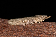 Lamoria imbella