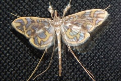 Polythlipta annulifera