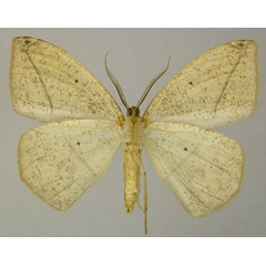 /filer/webapps/moths/media/images/T/tabitha_Epigynopteryx_AM_ZSMb.jpg