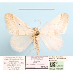/filer/webapps/moths/media/images/P/picta_Scopula_A_MGCLa_01.JPG