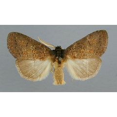 /filer/webapps/moths/media/images/T/tristicolor_Castastygne_AM_RMCA.jpg