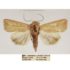 /filer/webapps/moths/media/images/N/nebulosa_Mythimna_AF_TMSA_02.jpg