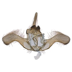 /filer/webapps/moths/media/images/O/ochreana_Ubawamzuri_GMHT_MHNG_202407.jpg