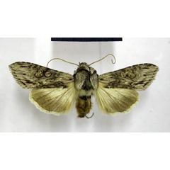 /filer/webapps/moths/media/images/A/albifuscata_Cucullia_A_TMSA.jpg