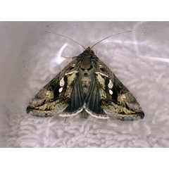 /filer/webapps/moths/media/images/A/acuta_Chrysodeixis_A_Roland_01_vIRtj00.jpg