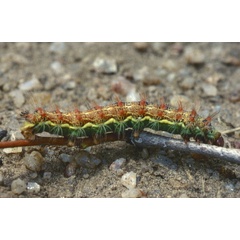 /filer/webapps/moths/media/images/K/kuntzei_Campimoptilum_C_Roland_01.jpg