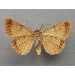 /filer/webapps/moths/media/images/A/africana_Hypopyra_A_Baron_02.jpg