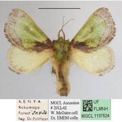 /filer/webapps/moths/media/images/H/hexamitobalia_Parasa_A_MGCLa_02.JPG