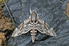 Agrius convolvuli