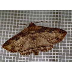 /filer/webapps/moths/media/images/M/mendax_Pericyma_A_Roland_01.jpg