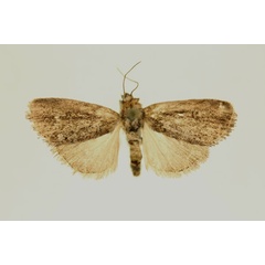 /filer/webapps/moths/media/images/P/pseudogigas_Micraxylia_AT_RMCA_02.jpg