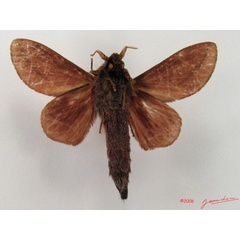 /filer/webapps/moths/media/images/L/lineatum_Cheligium_A_Albertb_01.jpg