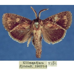 /filer/webapps/moths/media/images/G/guttata_Ortharbela_HT_SNHM.jpg