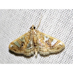 /filer/webapps/moths/media/images/A/aniferalis_Glyphodes_A_Braun.jpg