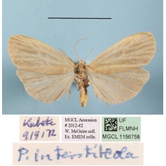 /filer/webapps/moths/media/images/I/interstiteola_Pusiola_A_MGCLa_01.JPG