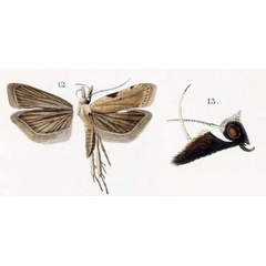 /filer/webapps/moths/media/images/B/bisignellus_Ypsolopha_HT_Snellen_1885_3-13.jpg