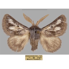 /filer/webapps/moths/media/images/M/meridionalis_Trichiurana_AM_TMSA_02_Izh60gb.jpg