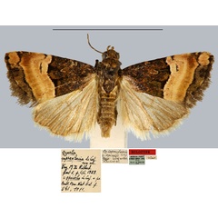 /filer/webapps/moths/media/images/C/cupreofascia_Ozarba_HT_MNHN.jpg