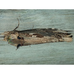 /filer/webapps/moths/media/images/E/elephas_Strigocossus_A_deBeer.jpg