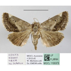 /filer/webapps/moths/media/images/S/secta_Acontia_A_MGCLa_01.JPG