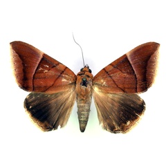 /filer/webapps/moths/media/images/O/occidens_Achaea_A_RMCA.jpg