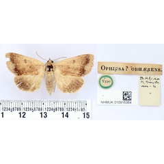 /filer/webapps/moths/media/images/O/obhaerens_Ophiusa_HT_BMNH.jpg