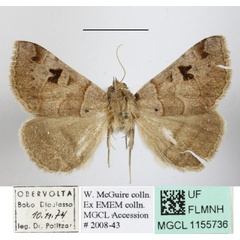/filer/webapps/moths/media/images/M/mutuaria_Mocis_A_MGCLa_01.JPG