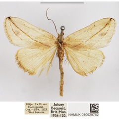 /filer/webapps/moths/media/images/L/lacteata_Negeta_AF_NHMUK_01.jpg