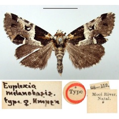 /filer/webapps/moths/media/images/M/melanobasis_Euplexia_HT_BMNH.jpg