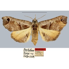 /filer/webapps/moths/media/images/D/decaryi_Paralephana_HT_MNHN.jpg