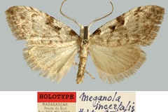 Meganola incertalis